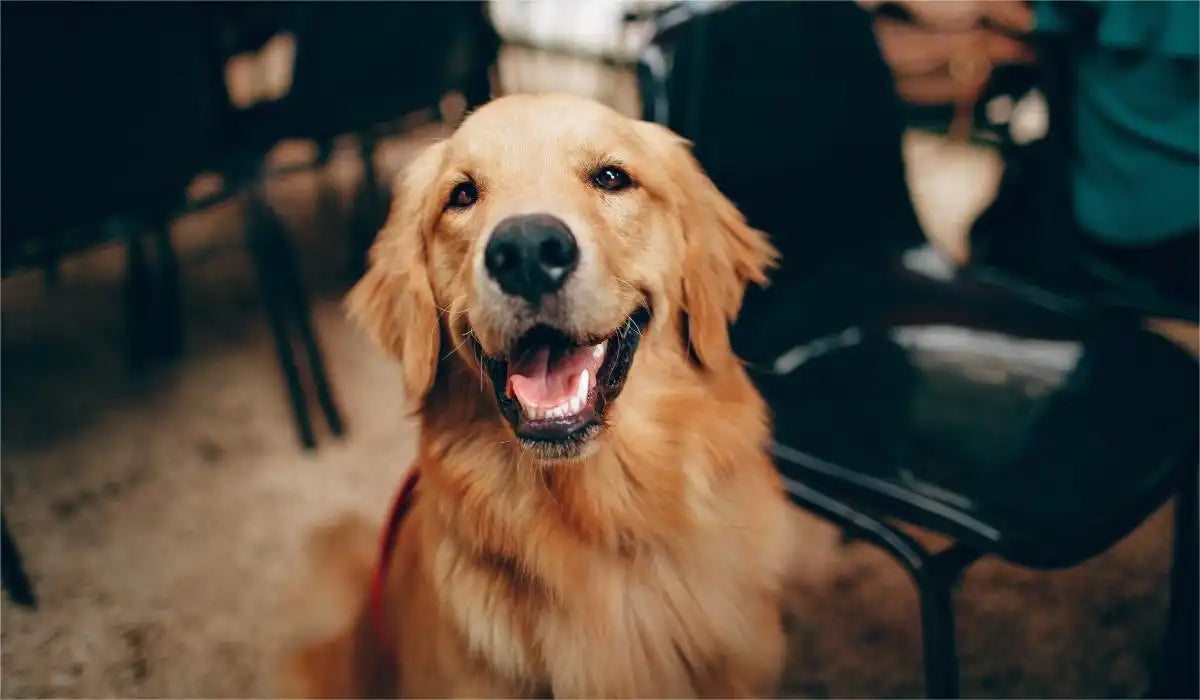 pet hair vacuum