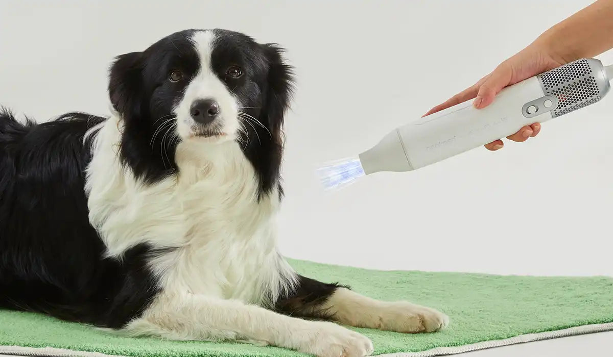 dog hair dryer