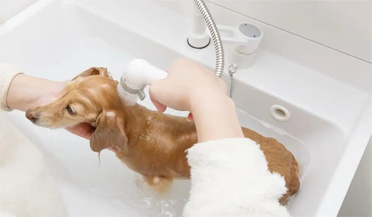 dog bathing