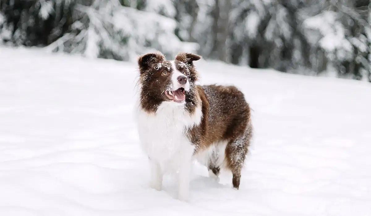 neakasa dog grooming in winter