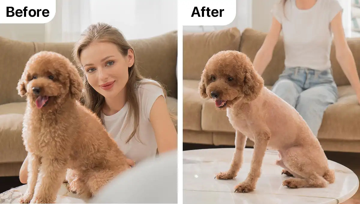 before and after dog grooming