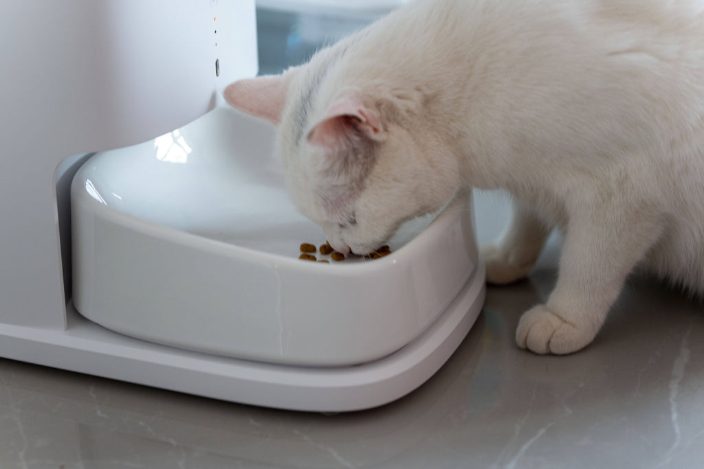 Automatic Cat Feeders