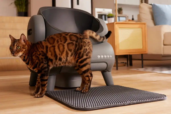 Bengal