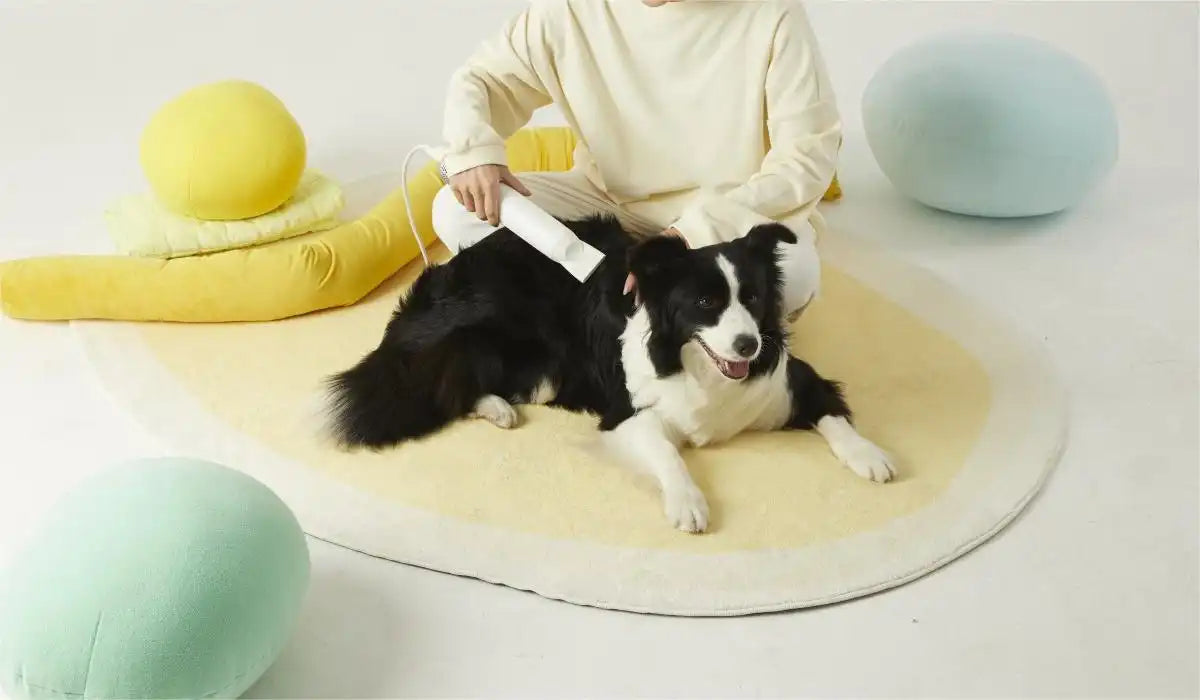 dog drying with neakasa f1 pet hair dryer