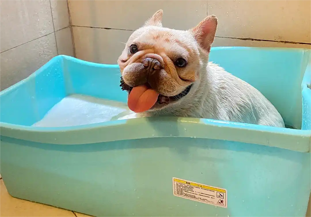 French Bulldog bathing
