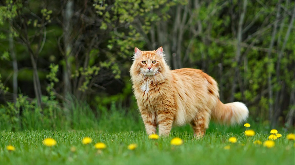 Maine Coon