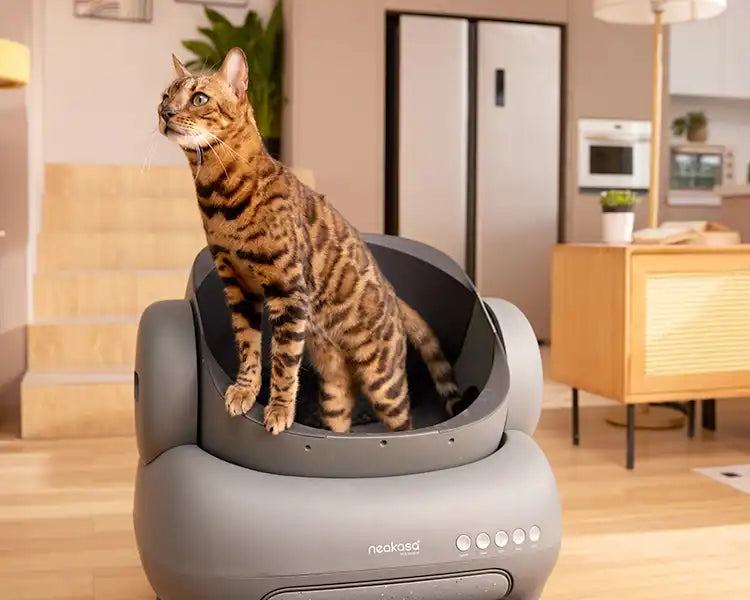 m1 open top cat litter box