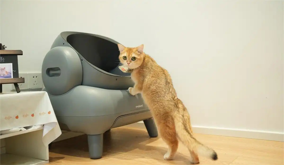 automatic cat litter box