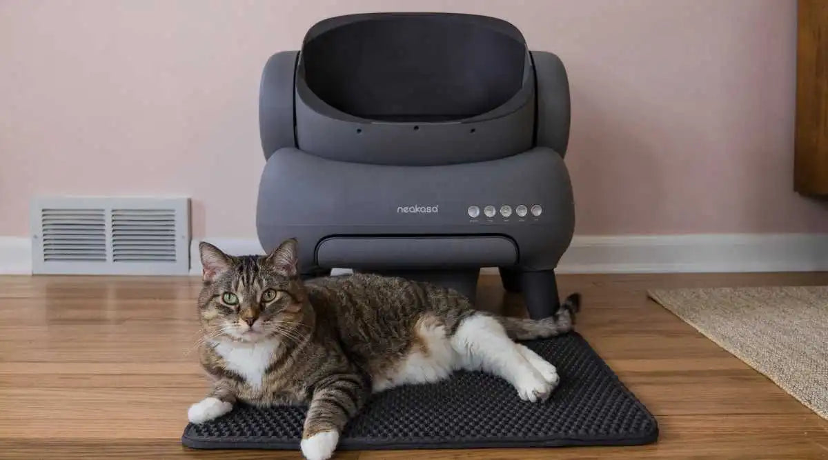 cat-sitting-in-front-of-neakasa-cat-litter-box