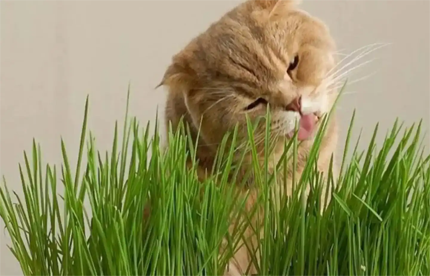 cat grass