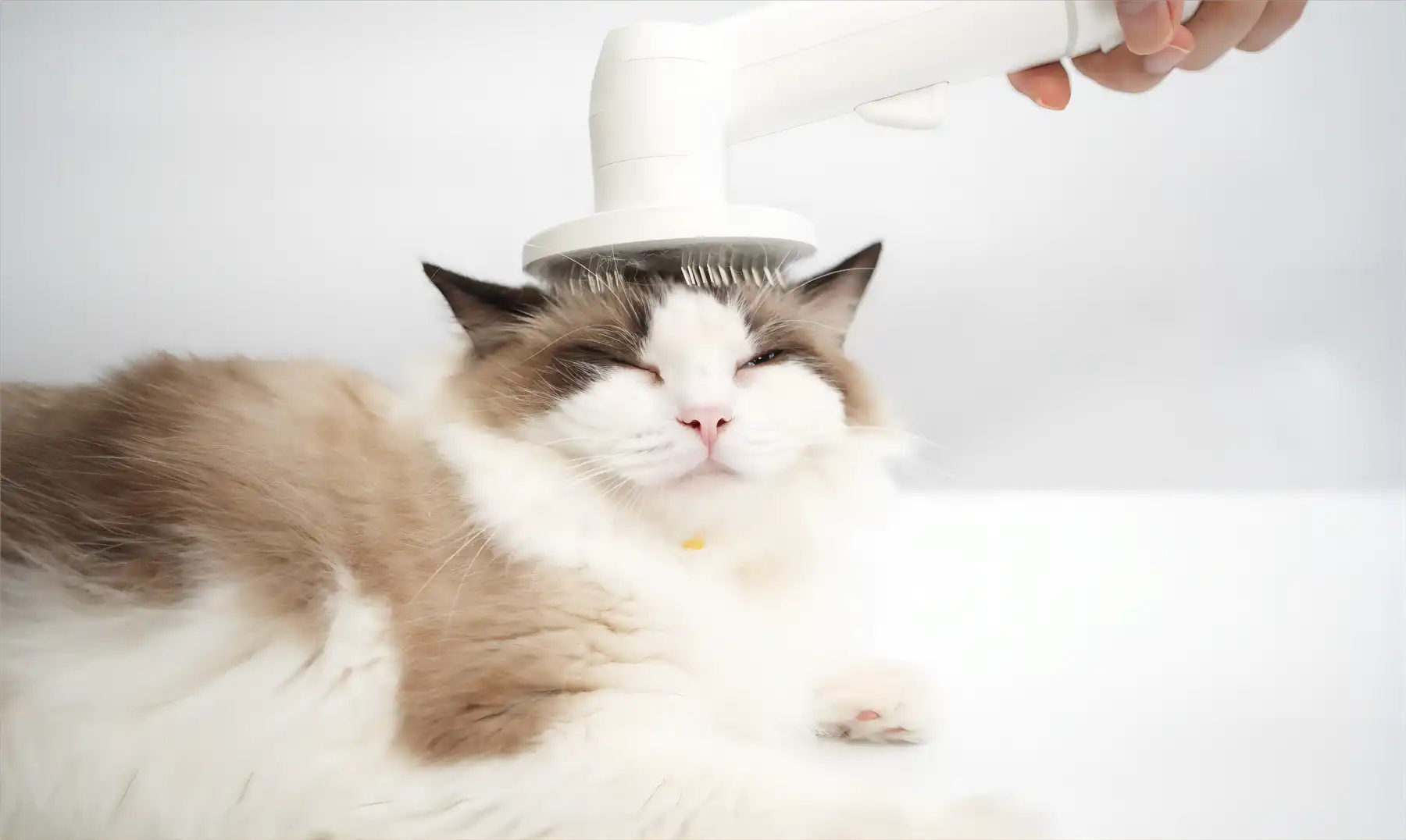 cat grooming