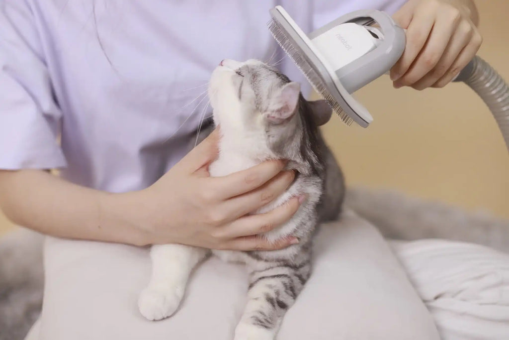 cat grooming