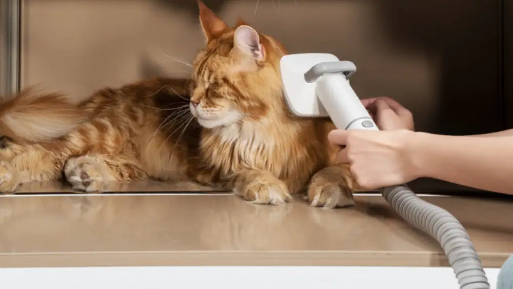 cat grooming vacuum