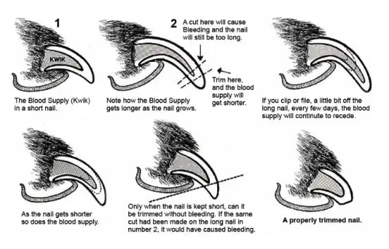 identify dog nails quick