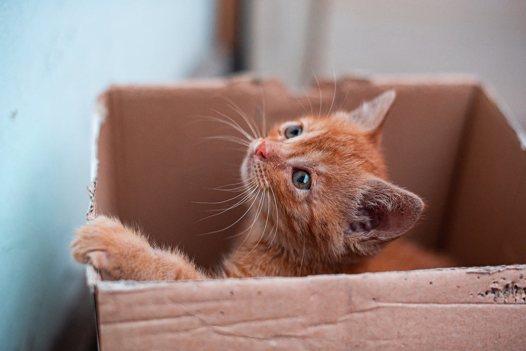 A Cat In A Paper Box