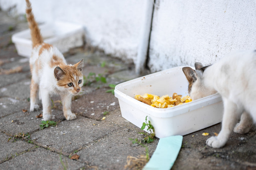 Two Stray Cat Is Eating Food