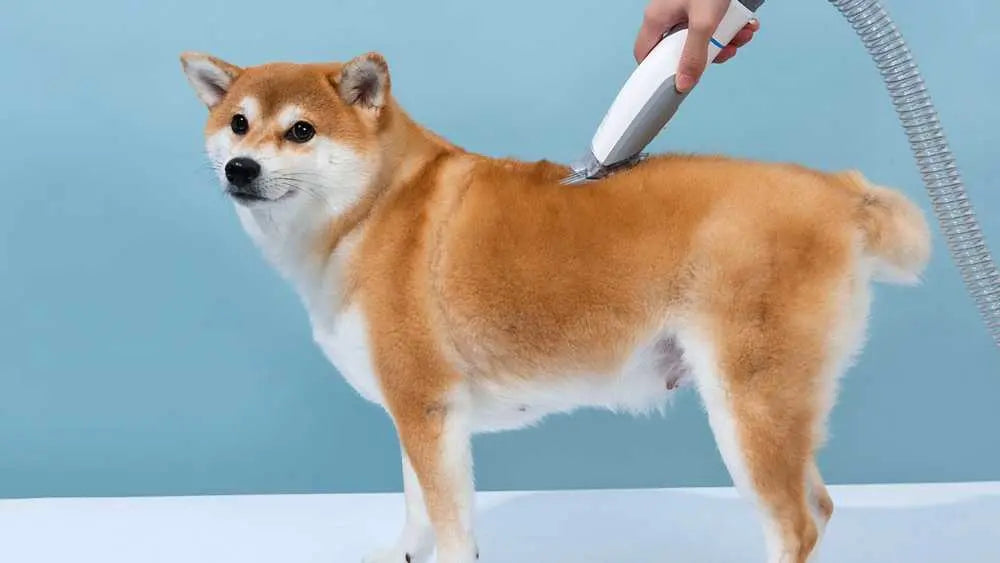 what is a dog vacuum brush