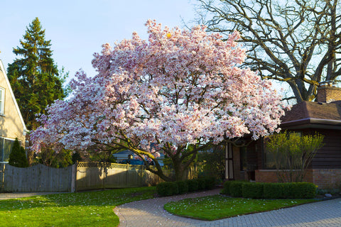 4 Best Shade Trees To Grow In Your Backyard