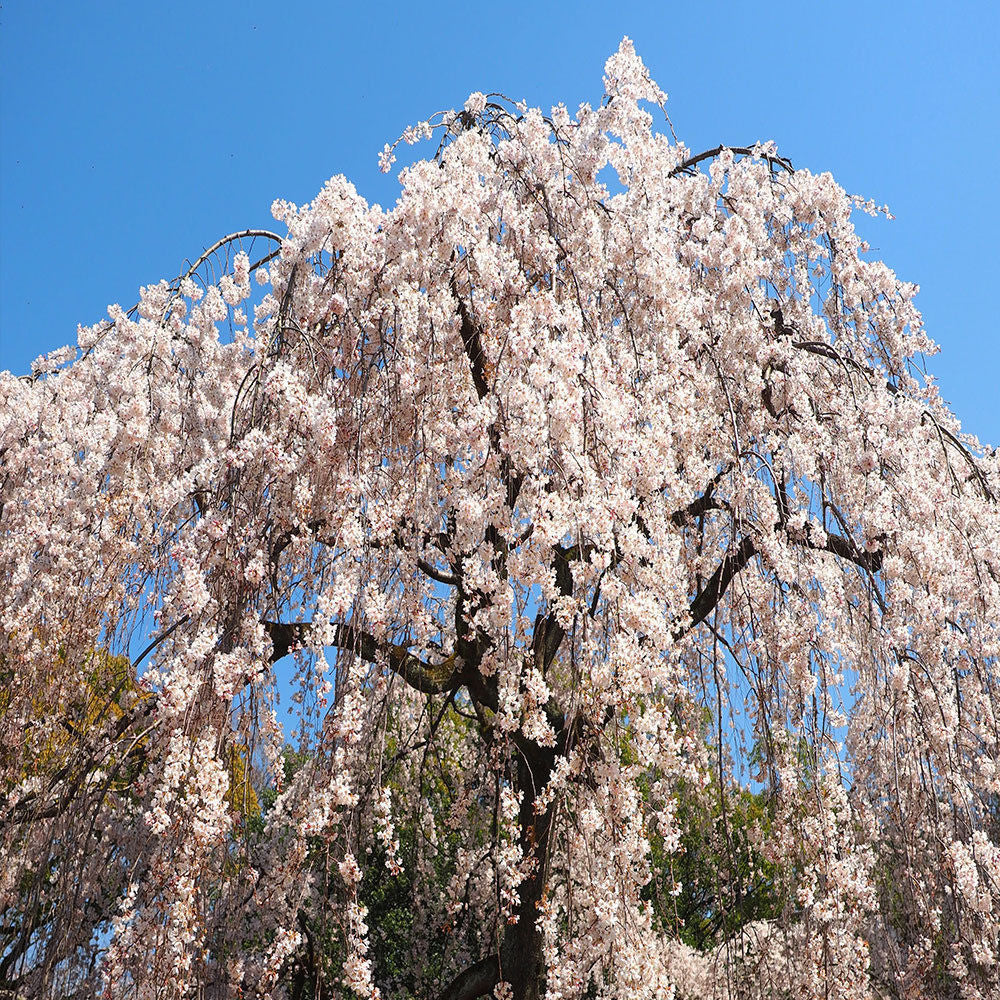 Apple Tree - Fuji – Plantcetera