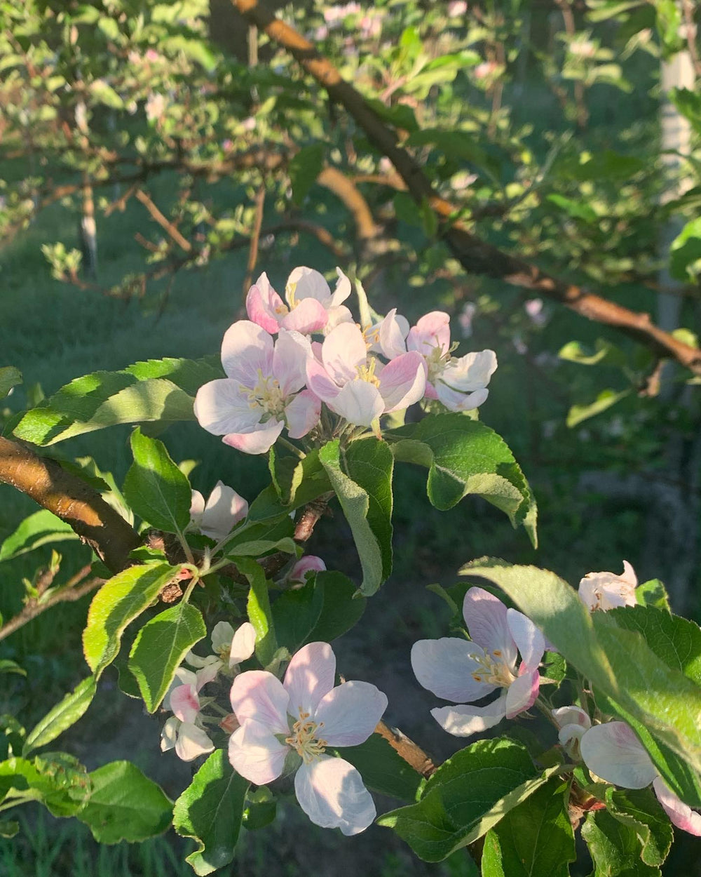 Fuji Apple Tree – Green Thumbs Garden