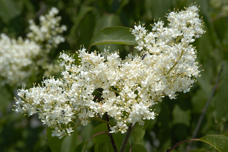 Japanese Lilac 'Ivory Silk Tree' – Tristar Plants