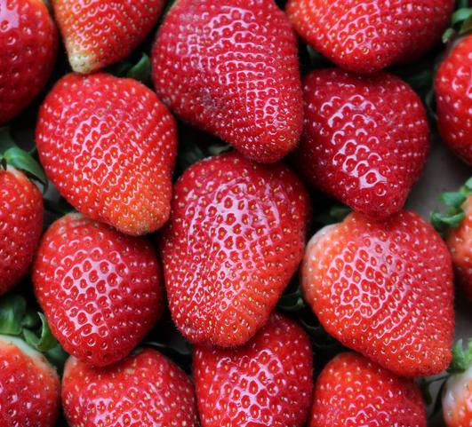 Fragaria 'Allstar' (Junebearing Strawberry)