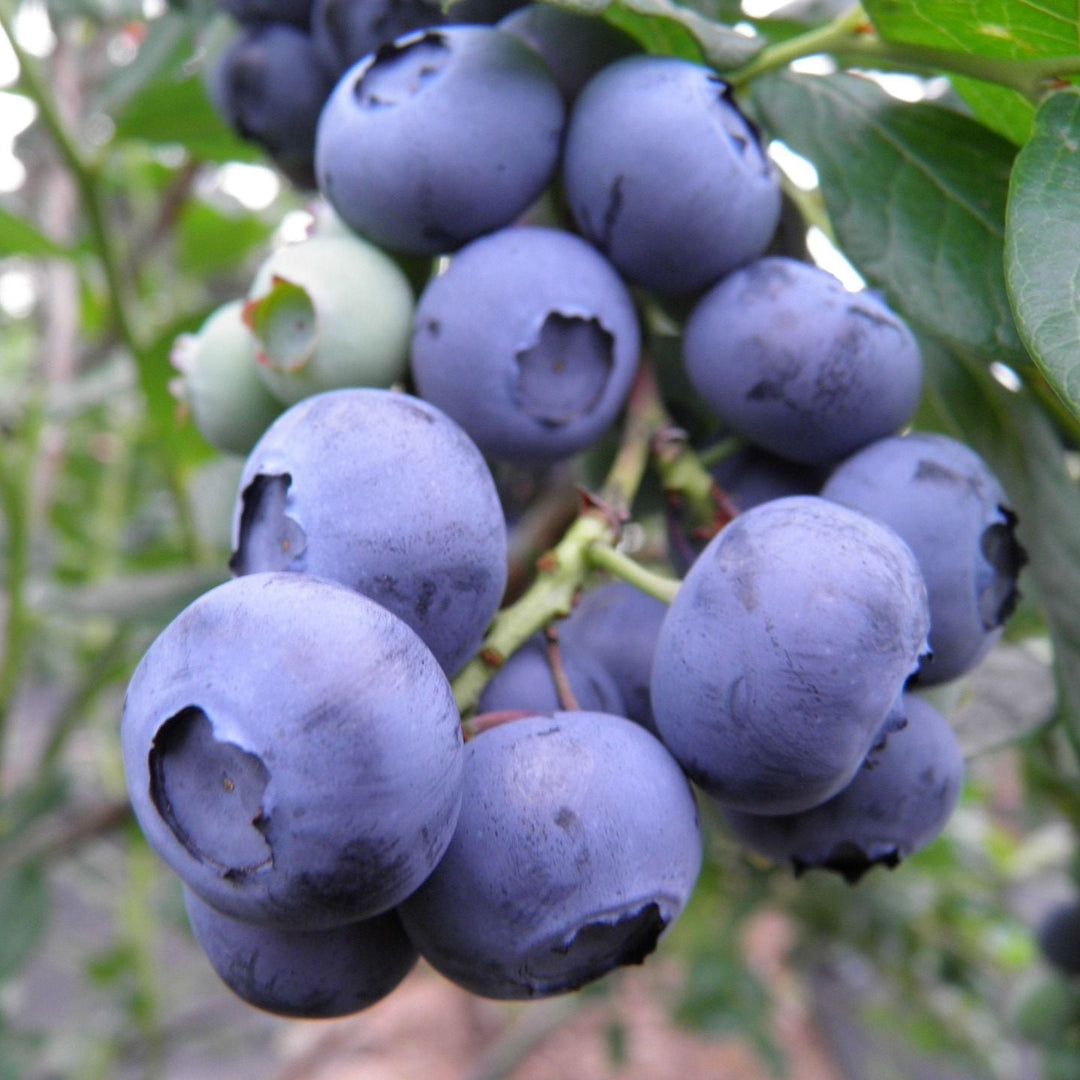 Bleuetière Restigouche Blueberries