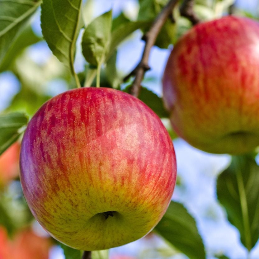 Cortland Apple Tree – Windham County Natural Resources