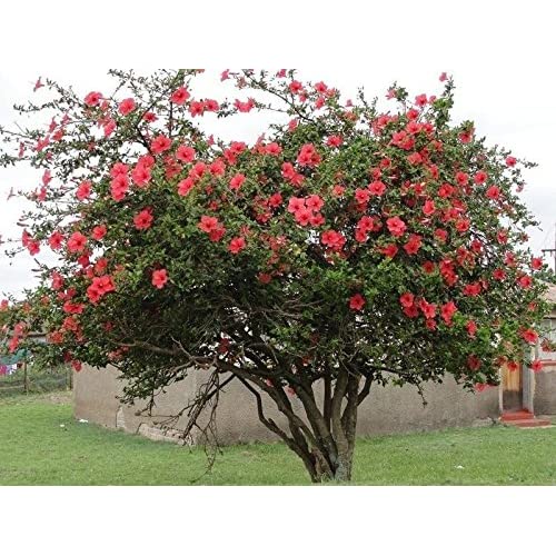 Image of Red rose of Sharon shrub
