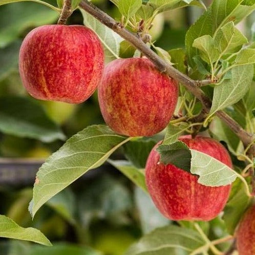 Honeycrisp Apple — Raintree Nursery