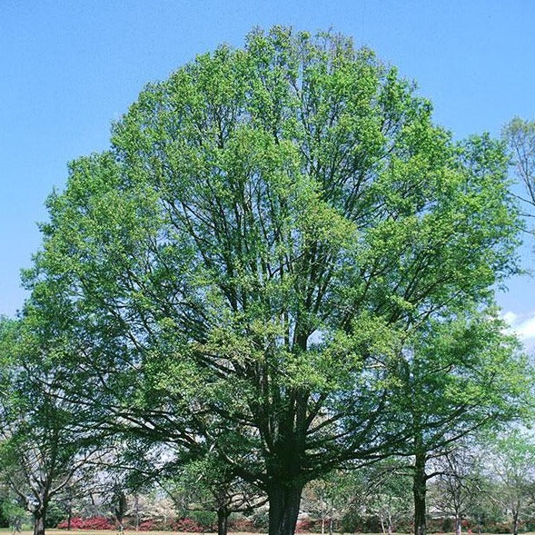 Willow, Weeping (Salix babylonica) — Shade Metals