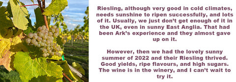 Riesling grapes in England