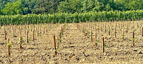 Newly planted vines, all neatly in rows