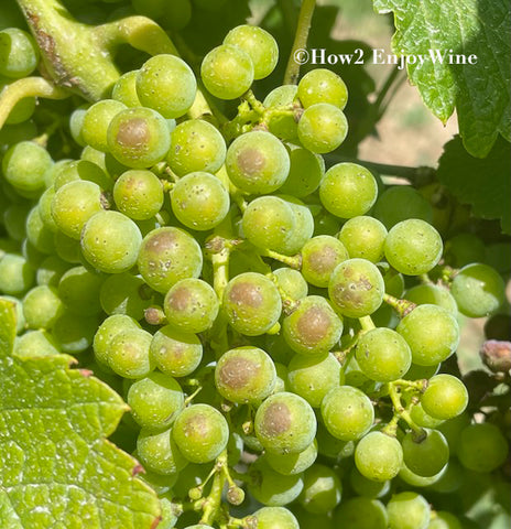 sunburnt Cabernet Sauvignon grapes in Bordeaux