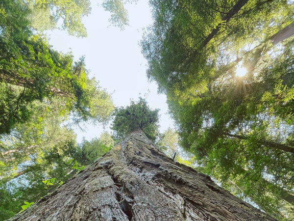 angle looking up at redwood trees