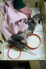 Wildlife Rehab for baby Opossums