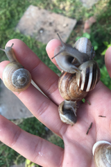 Milk Snails found in Texas