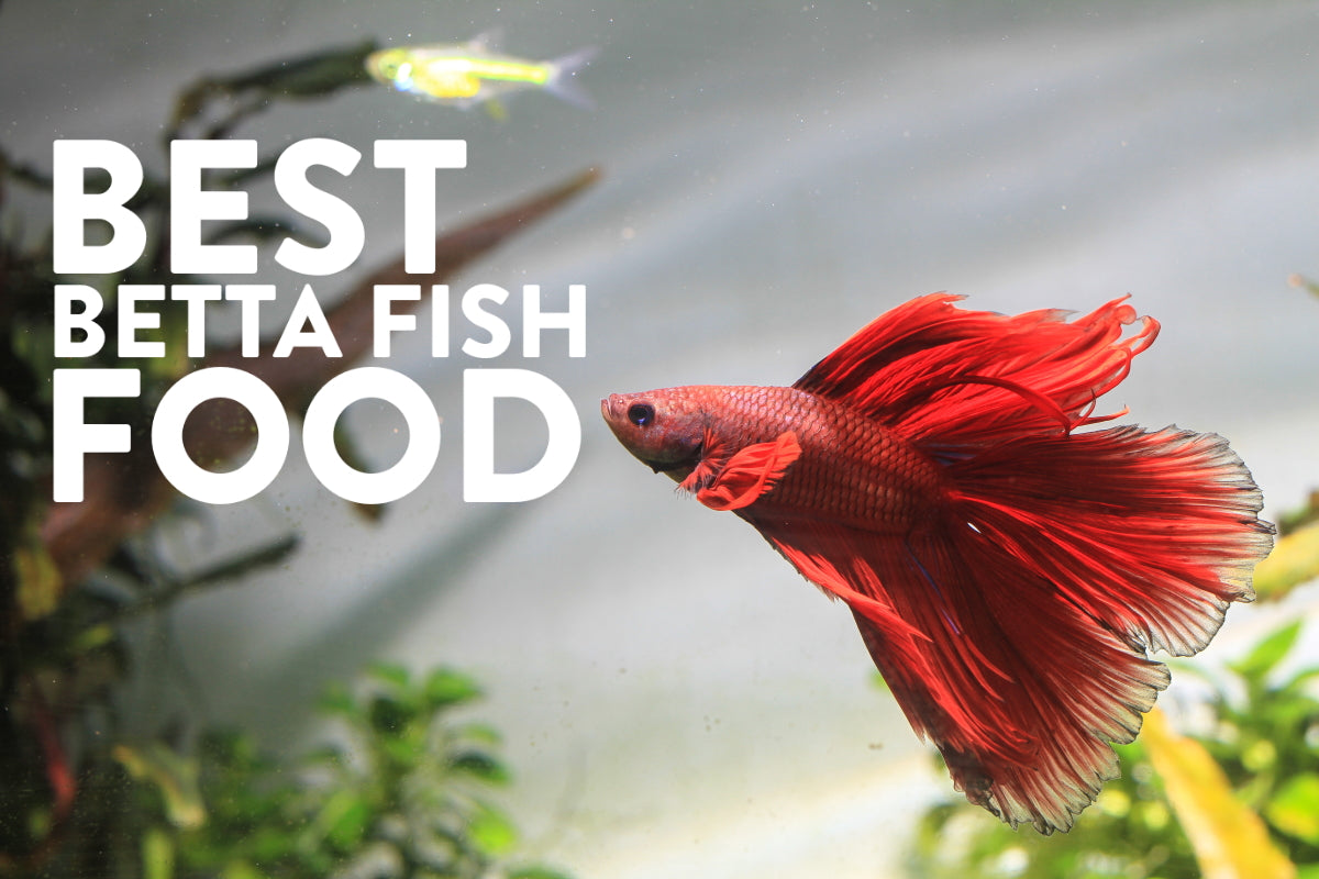 The Best Pellet Food For Your Betta Fish – LEGIT. Fish Food