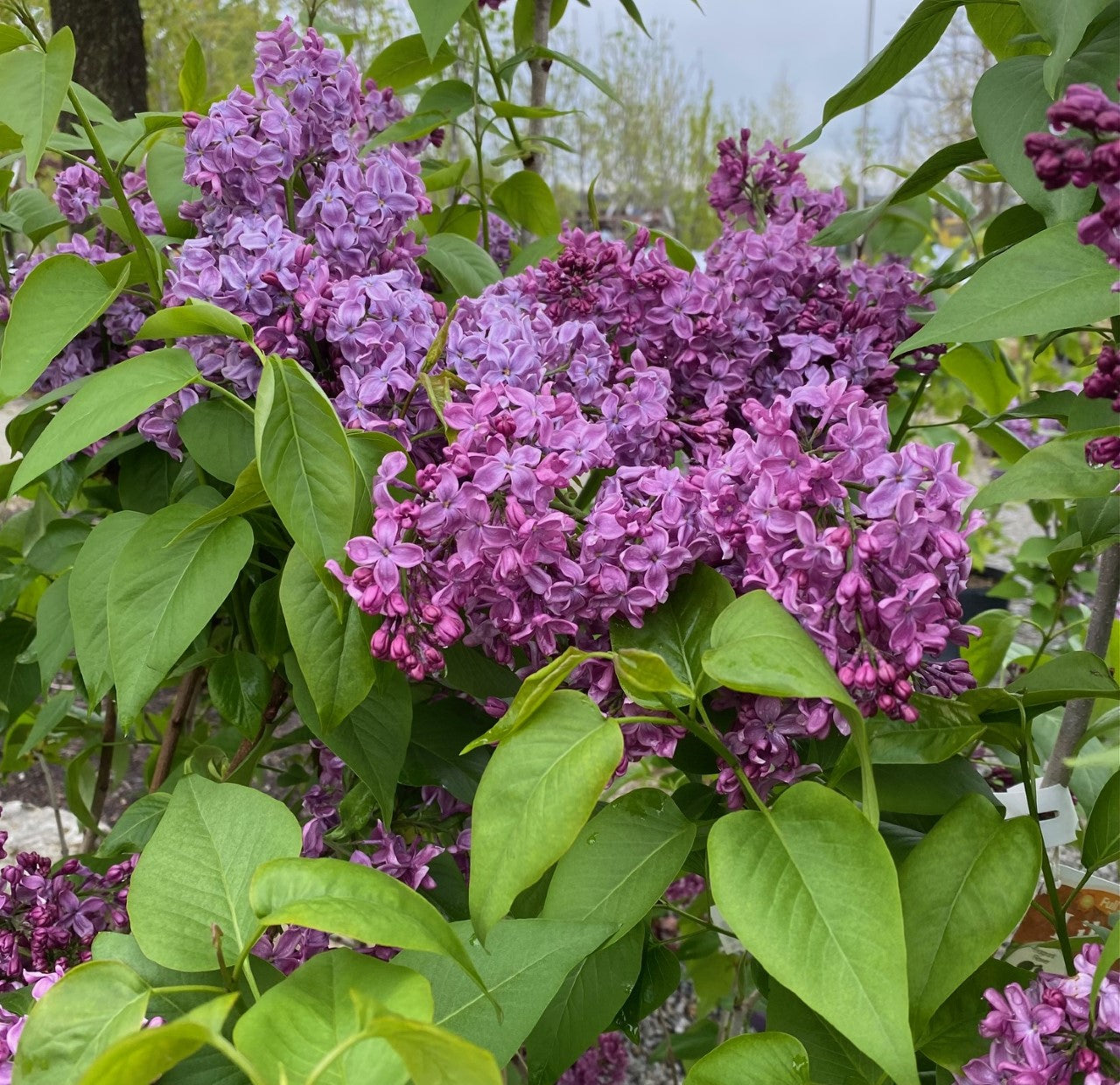 Syringa v Monge #3