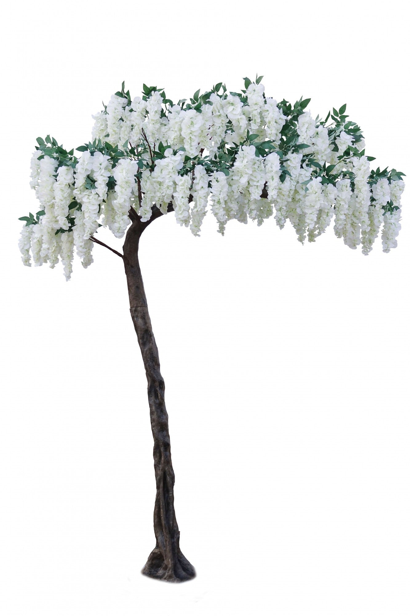 View Cream Wisteria Tree 32m information