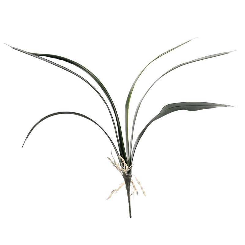 View Cymbidium Leaf x 6 information