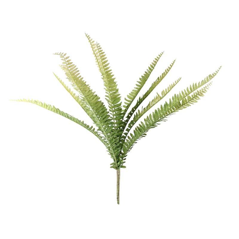 View Boston Fern 48cm information