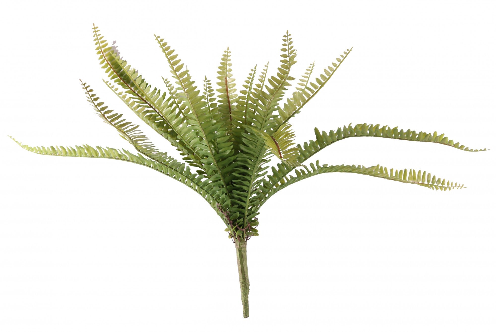 View Boston Fern 50cm information