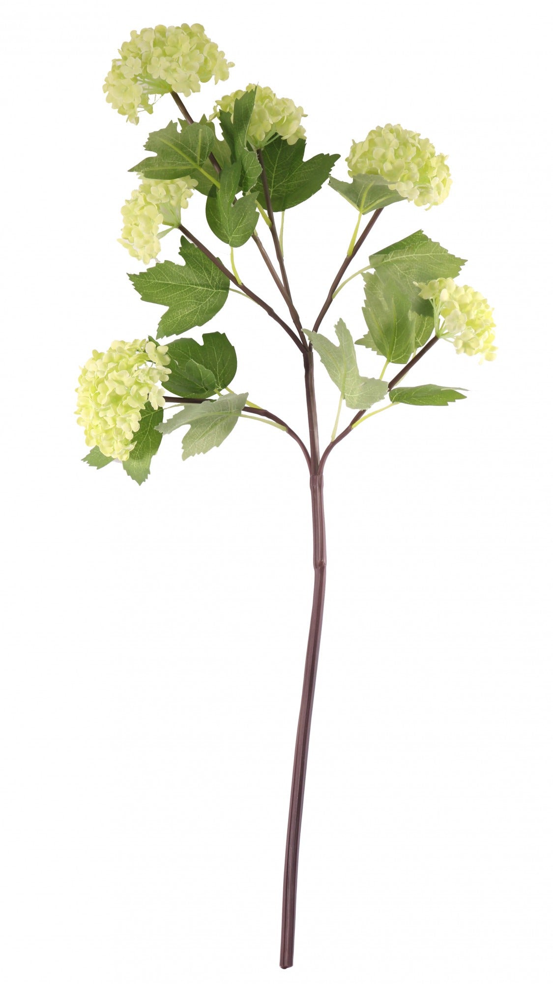 View Green Garden Viburnum information