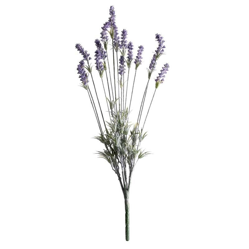 View Purple Lavender Plant information