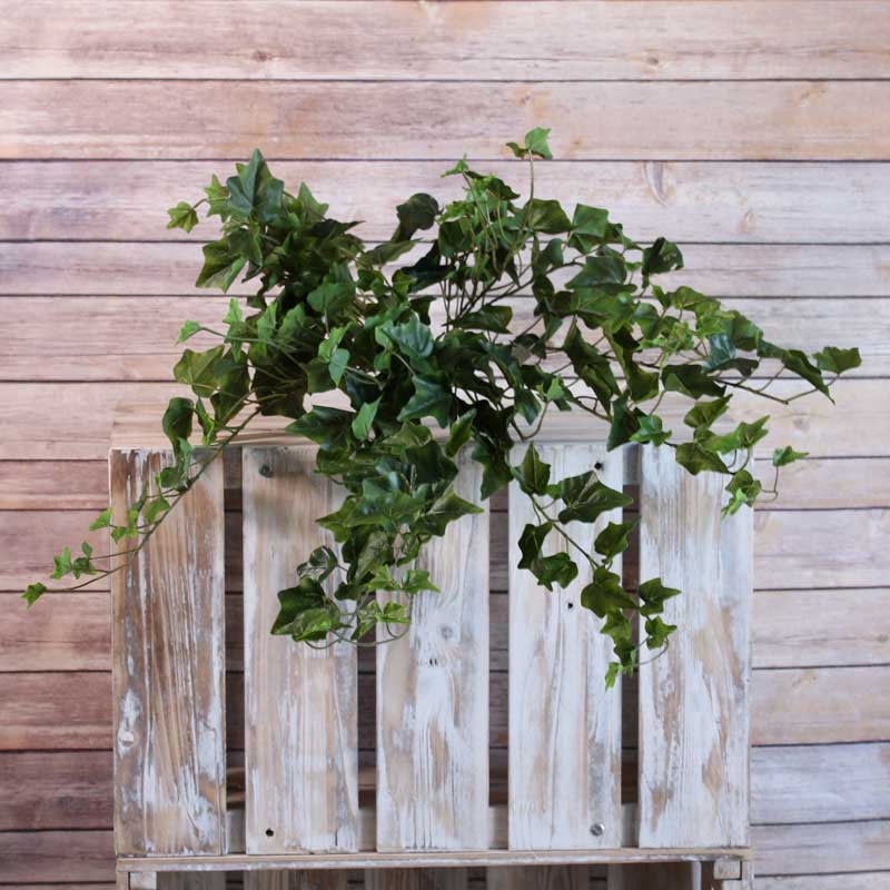 View Sandringham Ivy Bush with 238 Leaves information