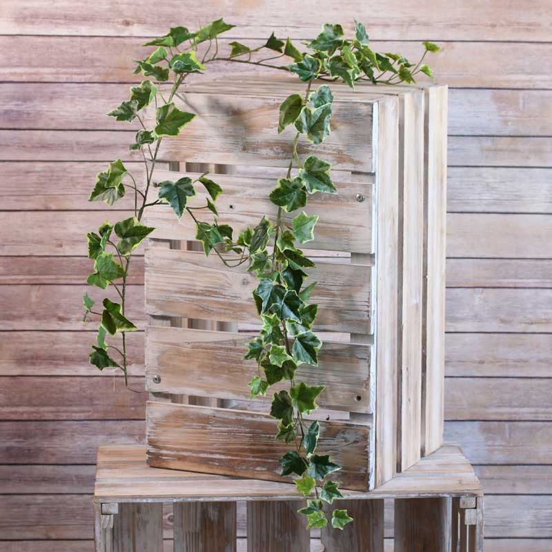 View Sandringham Ivy Garland Variegated 180cm x98 Leaves information