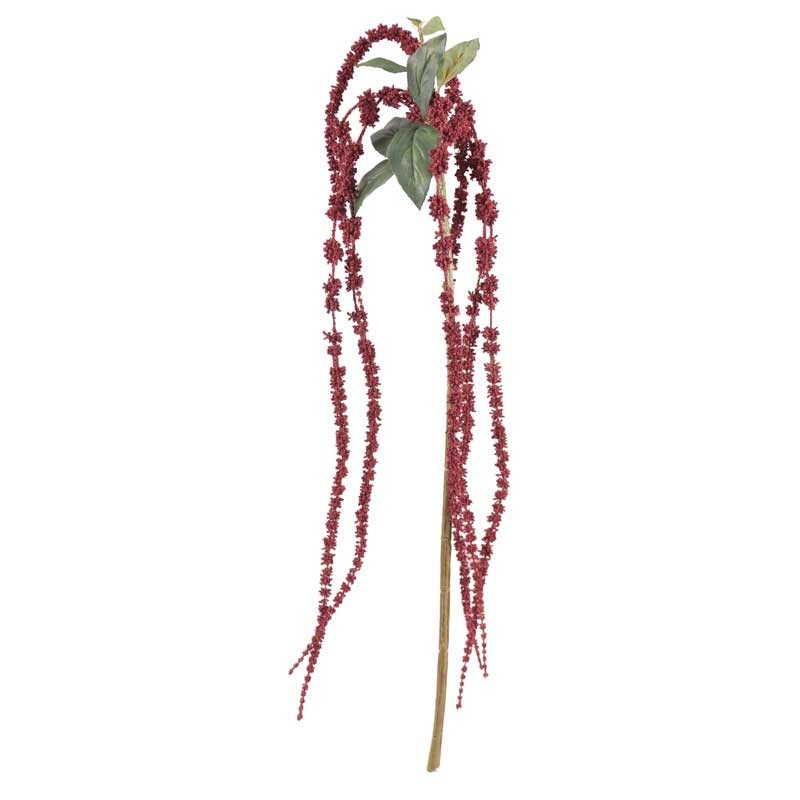 View Burgundy Amaranthus 26inch information