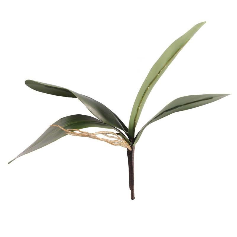 View Phalaenopsis Leaves Green information