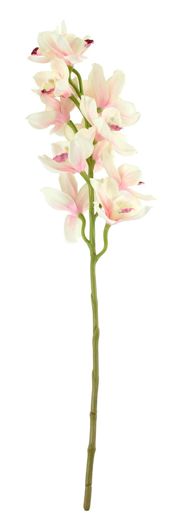 View Tintagel Cymbidium Orchid Light Pink information